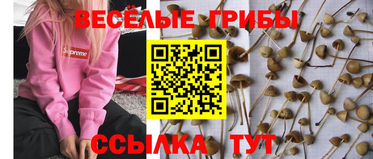 Галлюциногенные грибы Psilocybine cubensis Азнакаево
